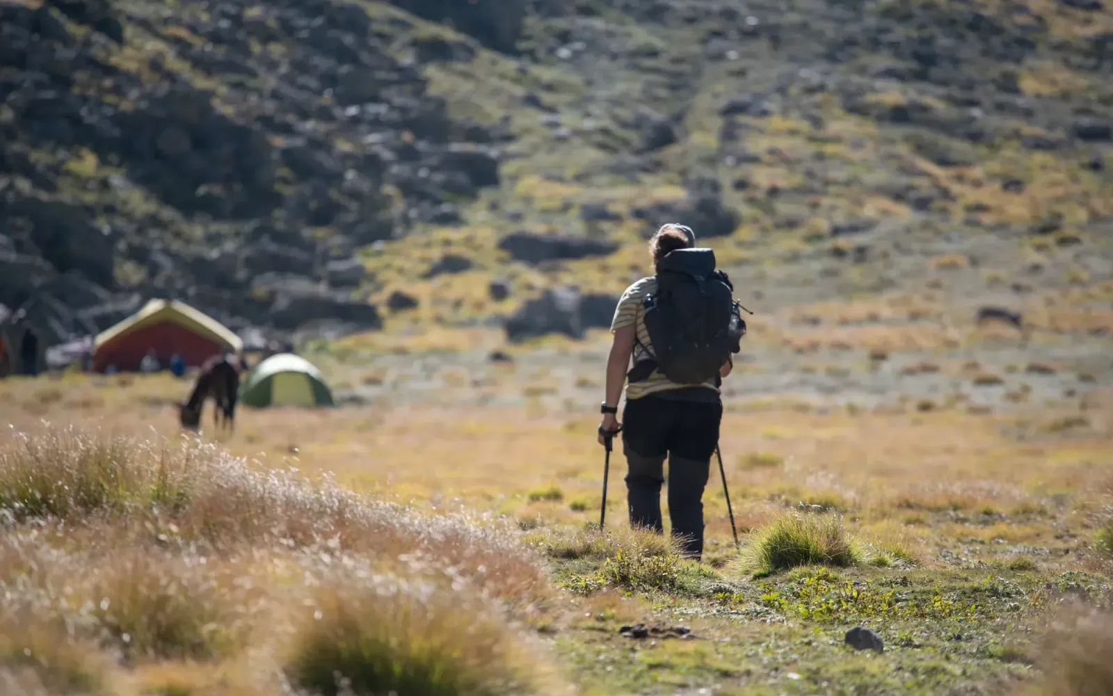 A trekker with poles walking towards tents on a high meadow