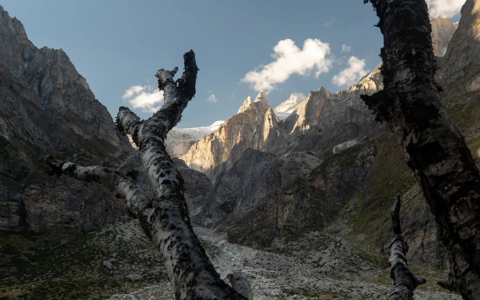 Birch branches framing sunlit rock peaks above a glacier valley