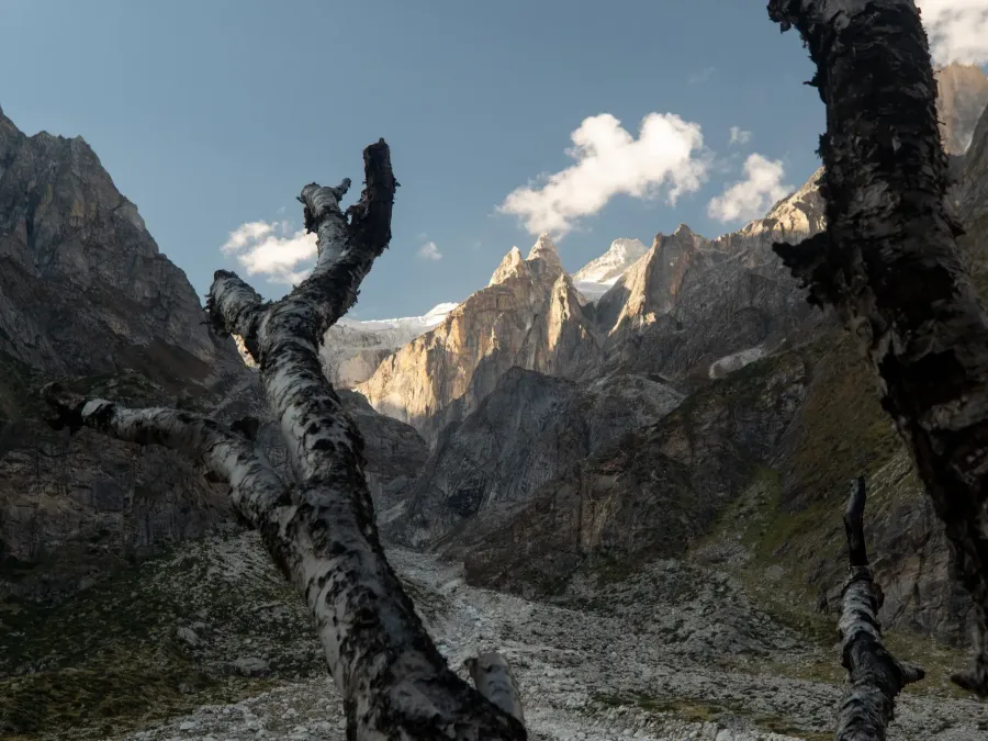 Birch branches framing sunlit rock peaks above a glacier valley