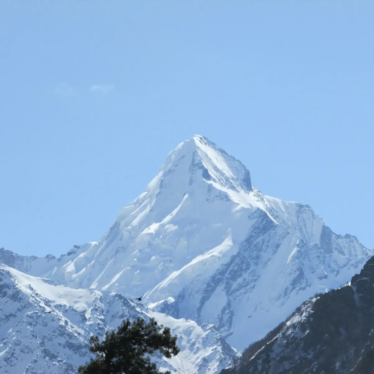 The snow-covered peak of Shivling above a pine tree against a pale blue sky