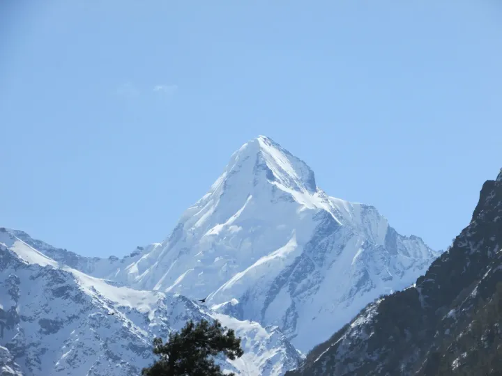 The snow-covered peak of Shivling above a pine tree against a pale blue sky