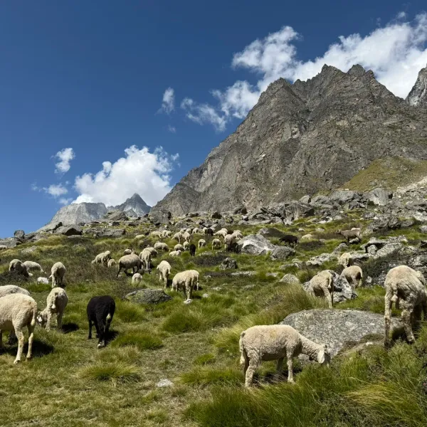A flock of sheep grazing on an alpine meadow below rocky cliffs in the Garhwal Himalaya